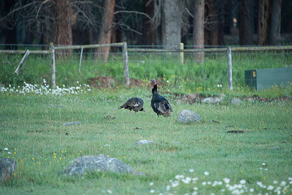 Wild Turkey