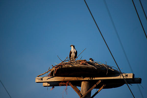 Ospreys