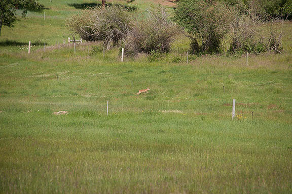 Deer