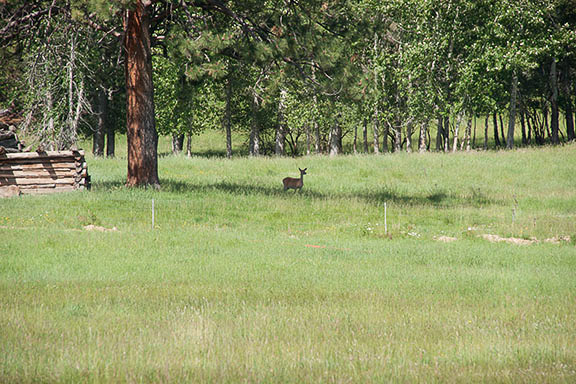 Deer