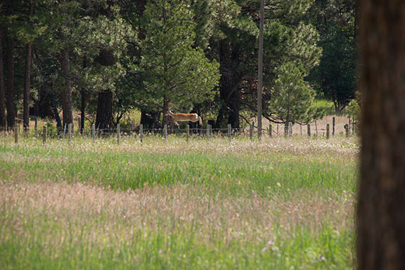Deer