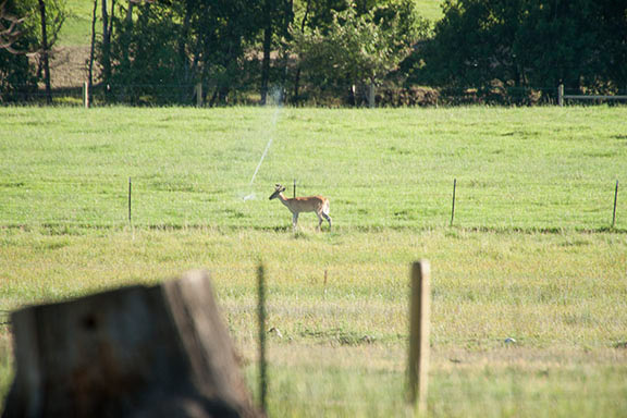 Deer