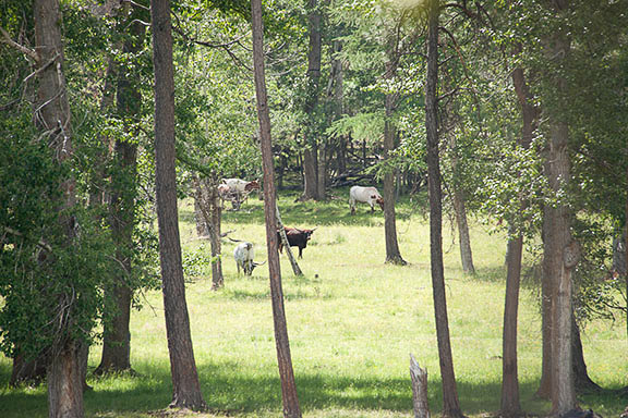 Cattle